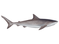 Tiger Shark